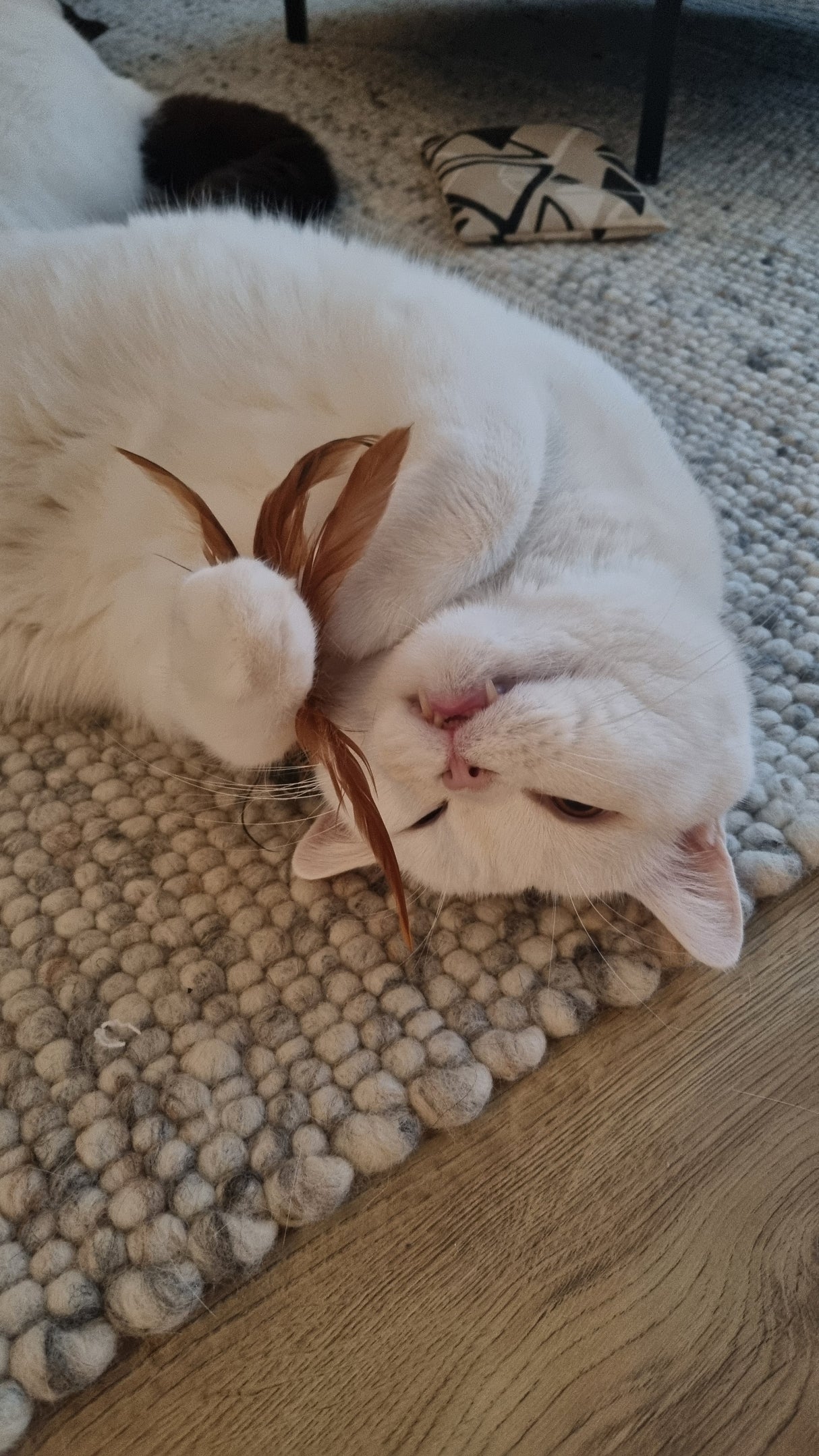 Kattenhengel met 5 hangers