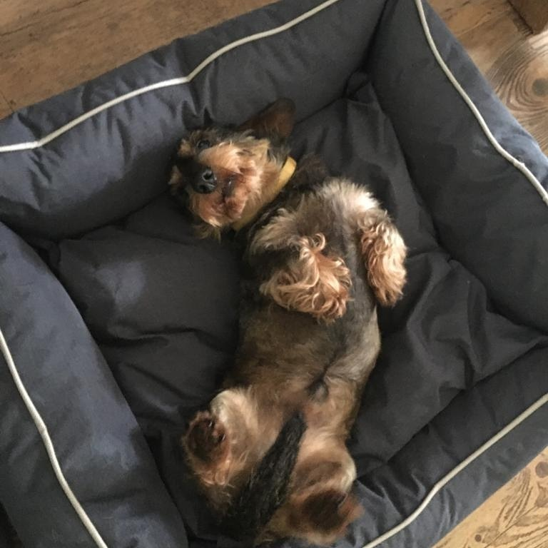 Bora pet bed - inner cushion - non-slip bottom - water-repellent - size S