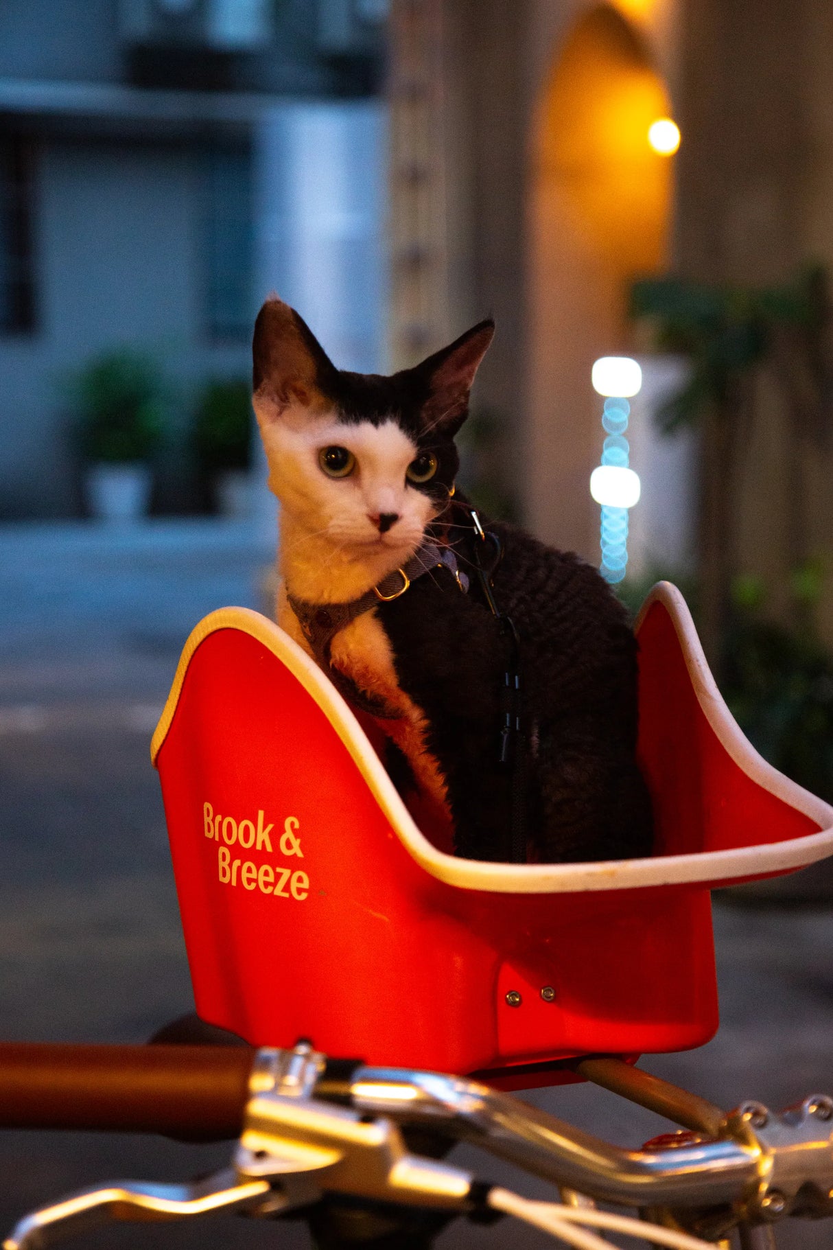 Brooke & Breeze Canine Copilot - Amber Light Orange