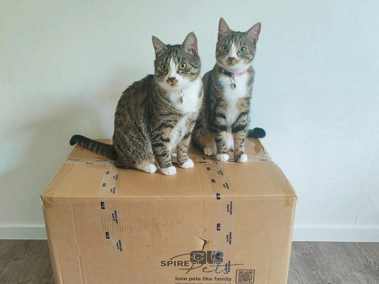 Krabpaal voor katten met huisje - 2 niveaus en gezellige slaapplek