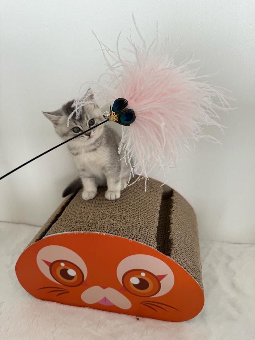 Kattenhengel met veren - speelhengel voor katten