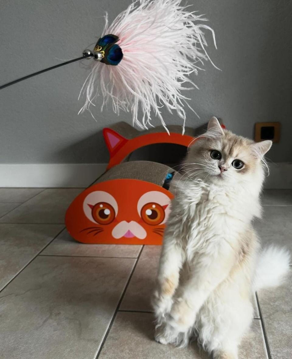 Kattenhengel met veren - speelhengel voor katten