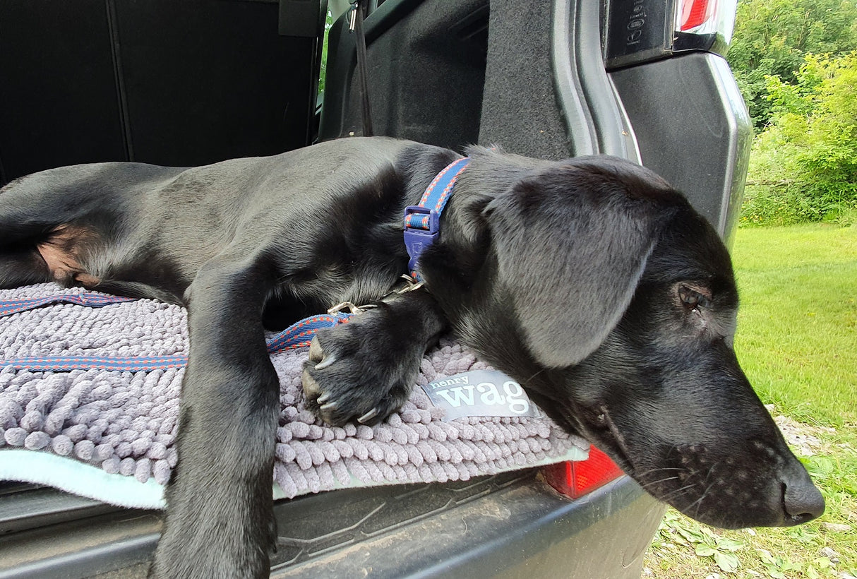 Henry Wag Microvezel Noodle Huisdier Mat - XL droogmat hond