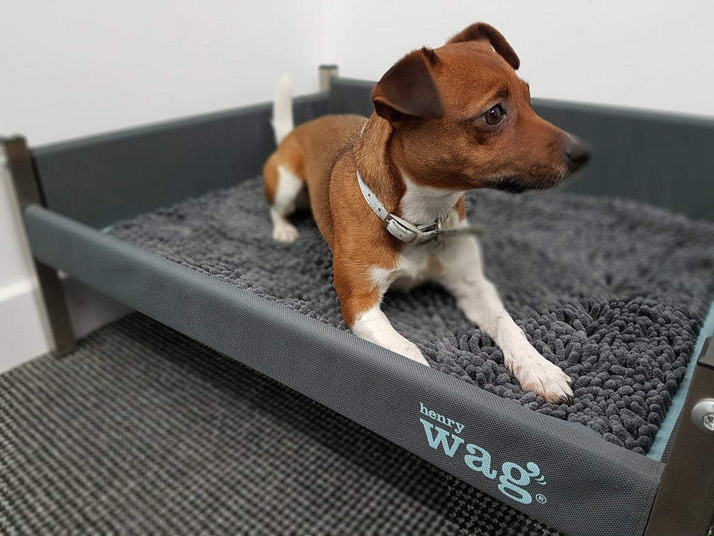 Tapis de séchage pour chien en microfibre Henry Wag - Taille M
