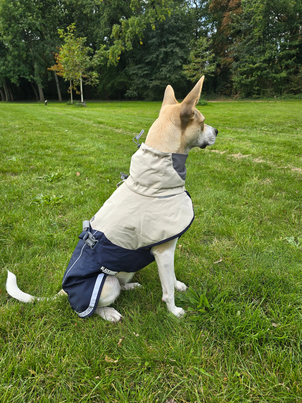 Dog coat - hardshell material - windproof - waterproof - lightweight - blue - size L