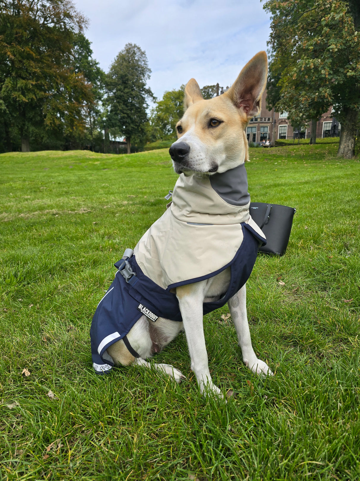 Dog coat - hardshell material - windproof - waterproof - lightweight - blue - size L