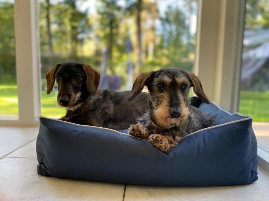 Huisdierenmand Bastiaan voor katten of honden maat L