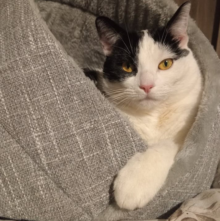 Momo cat bed for cats and small dogs - cute and comfortable