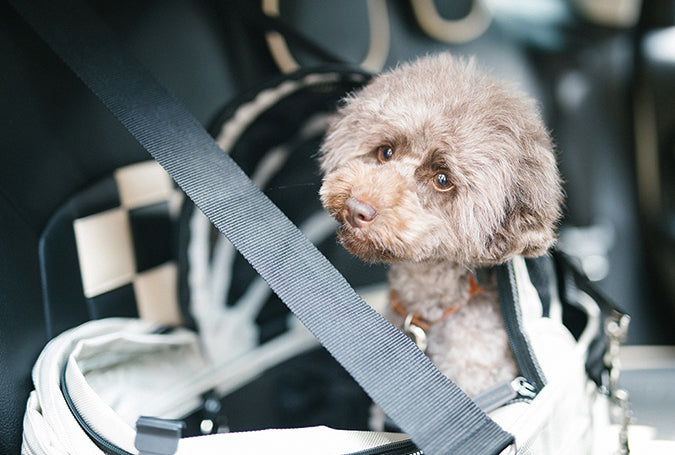 ISOFIX riem voor de DOME 3 van AirBuggy