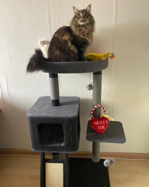 Krabpaal katten - krabmeubel ROCKY