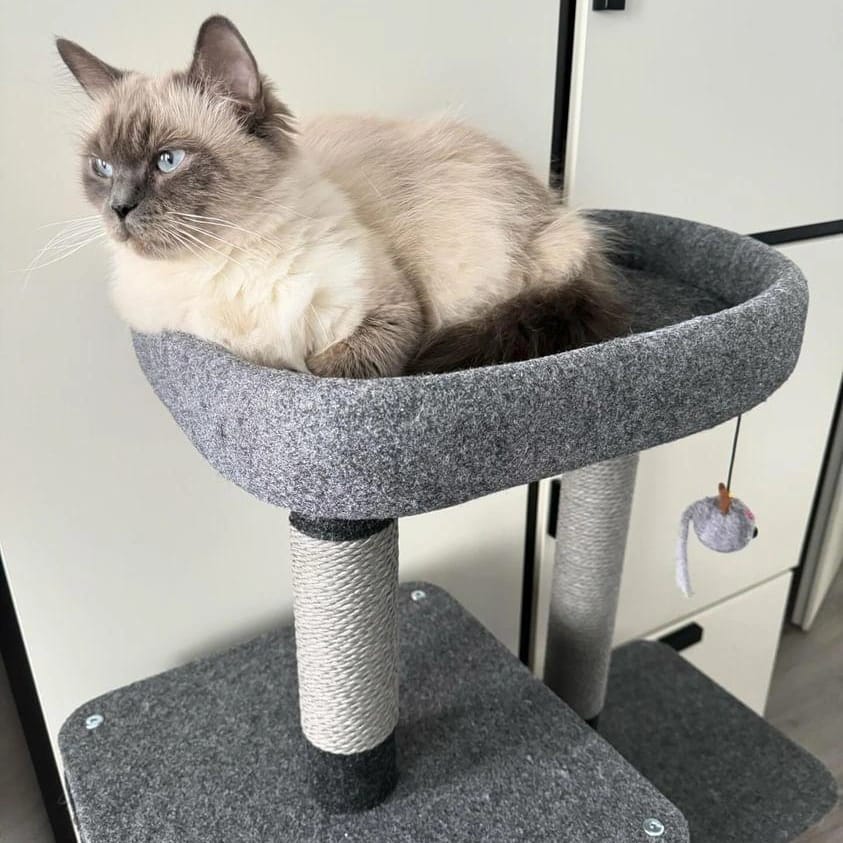 Krabpaal katten - krabmeubel ROCKY