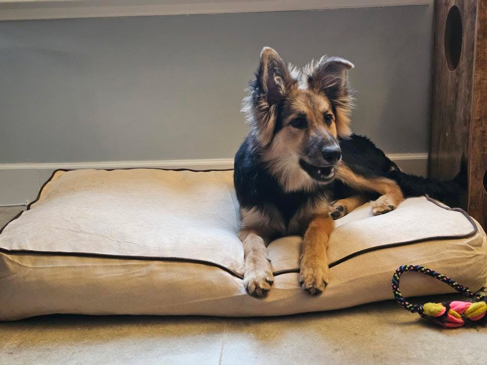 Hondenkussen Rudy - Beige & Bruin - Anti-slip