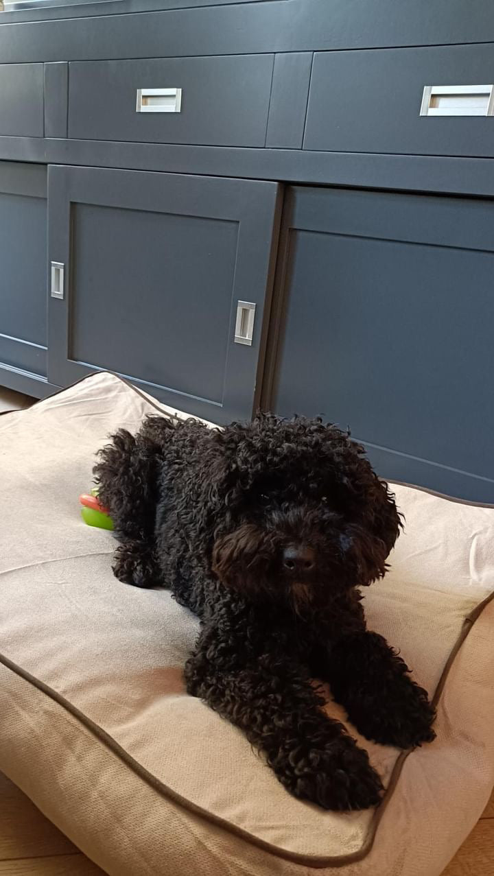 Hondenkussen Rudy - Beige & Bruin - Anti-slip