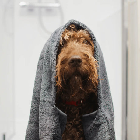Herfst essentials voor honden en katten: Houd je huisdier droog en schoon in regenachtig weer SpirePets
