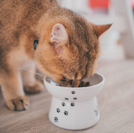 De perfecte voerbak voor katten - Necoichi keramische - verhoogde voer en drinkbakken