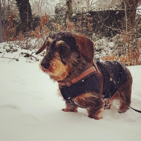 Wintertips voor Honden en Katten SpirePets