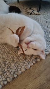 Kattenhengel met 5 hangers