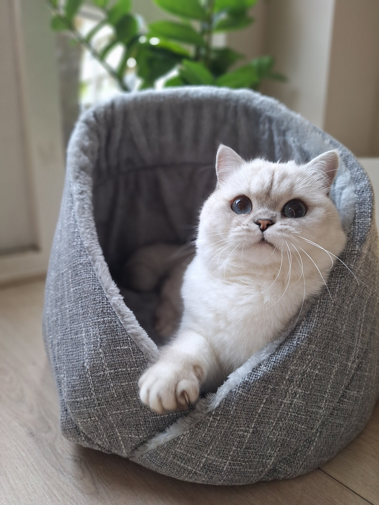 Momo cat bed for cats and small dogs - cute and comfortable