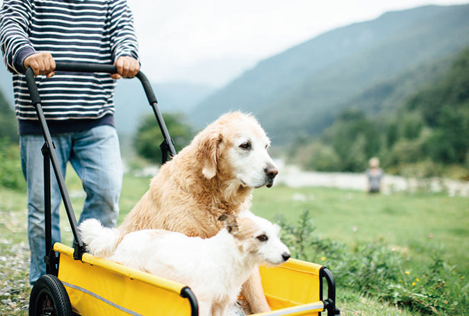 AirBuggy Carriage Set Earth Grey – Comfortabel reizen met jouw huisdier