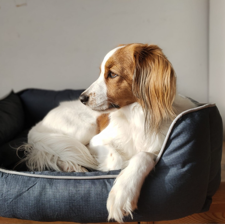 Panier pour chien Bora - lit pour animal de compagnie taille S
