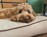 Comfortable dog cushion Rudy - white - dog bed - anti-slip bottom - soft polyester sponge - easy to clean