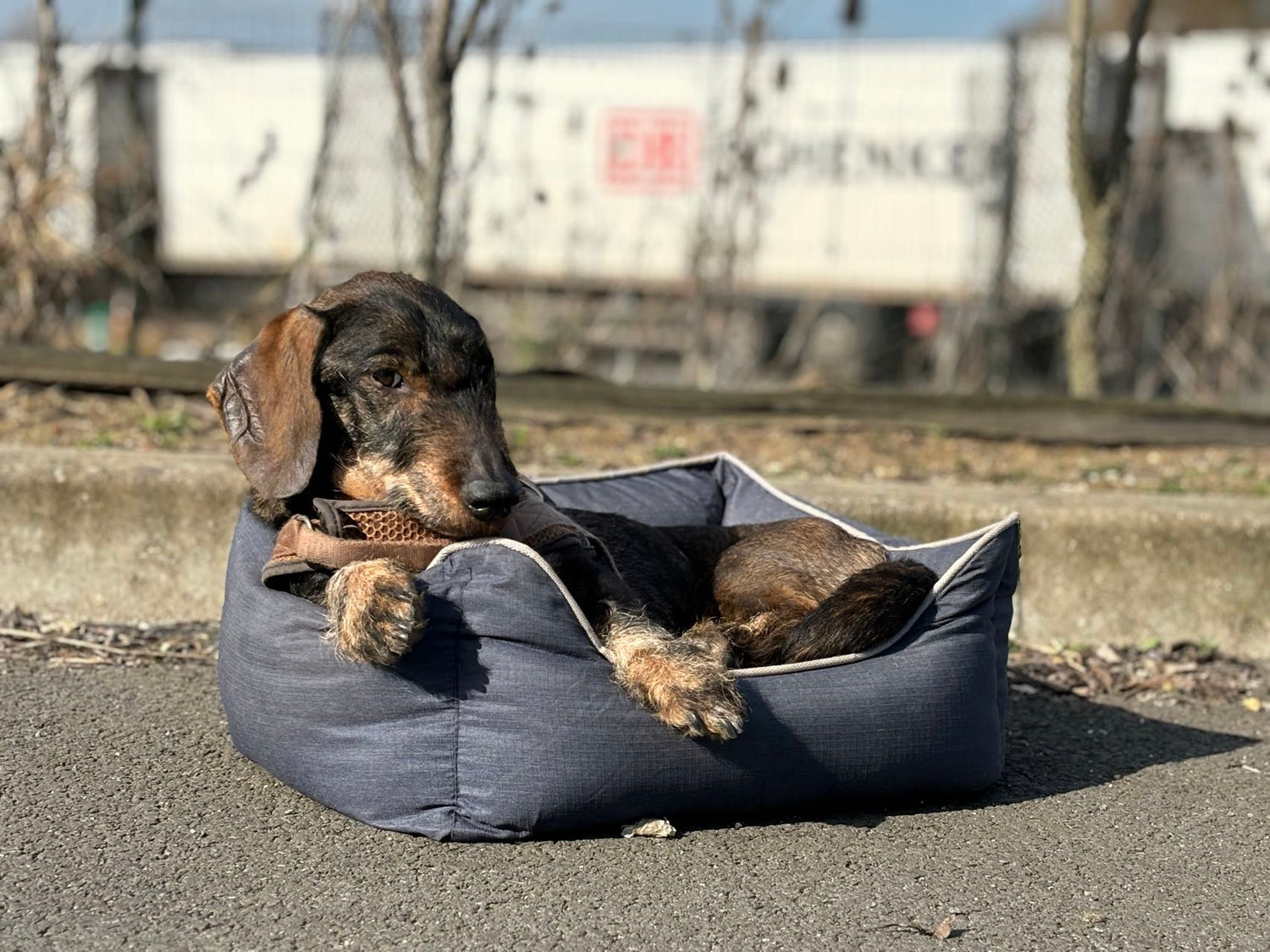 Bora pet bed - inner cushion - non-slip bottom - water-repellent - size S