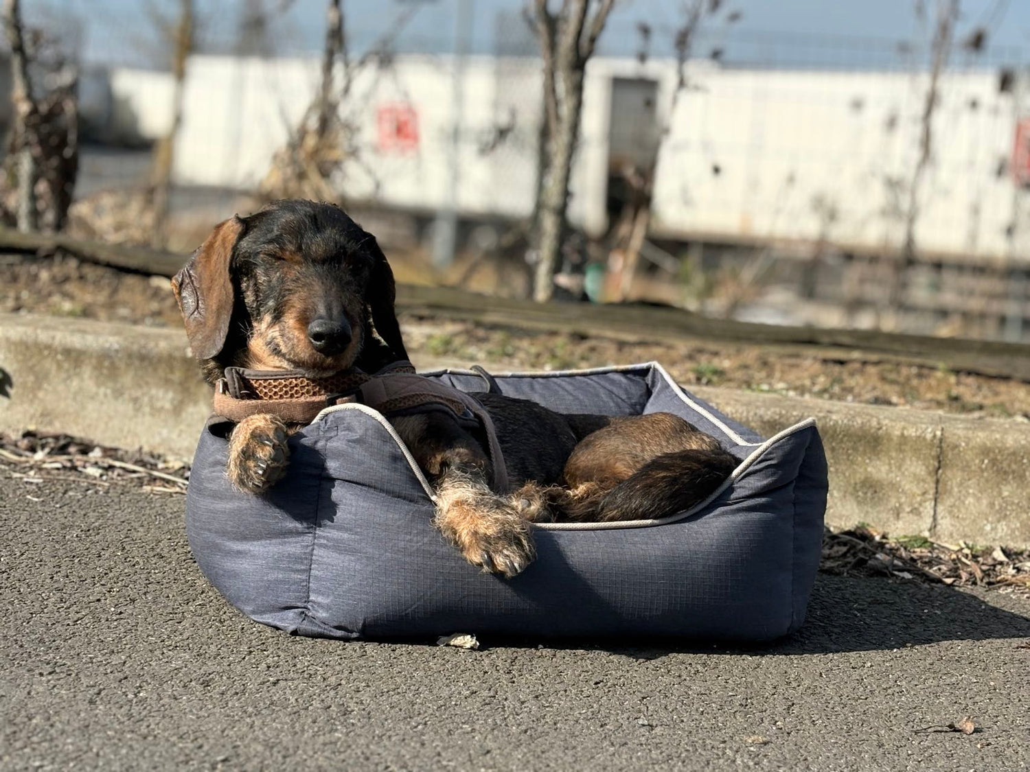 Bora pet bed - inner cushion - non-slip bottom - water-repellent - size S