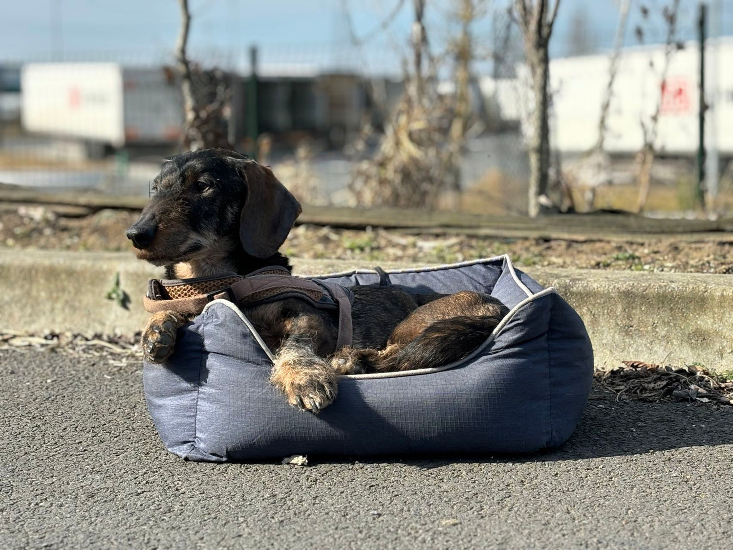 Bora pet bed - inner cushion - non-slip bottom - water-repellent - size S