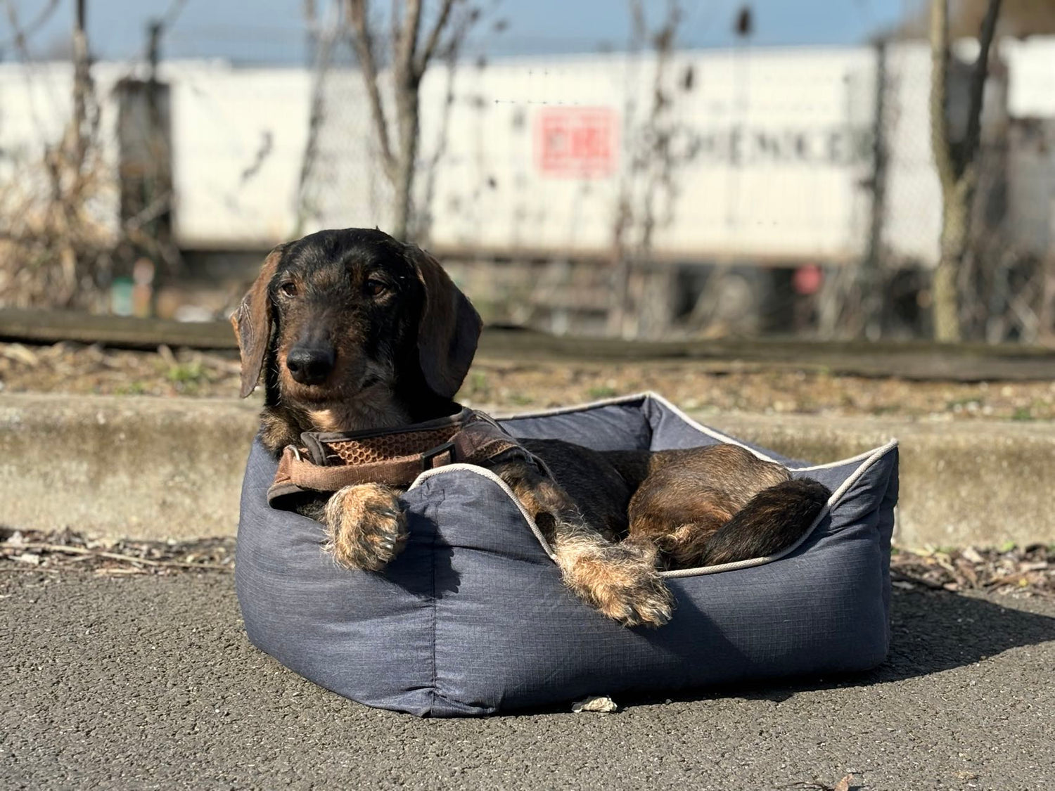 Bora pet bed - inner cushion - non-slip bottom - water-repellent - size S