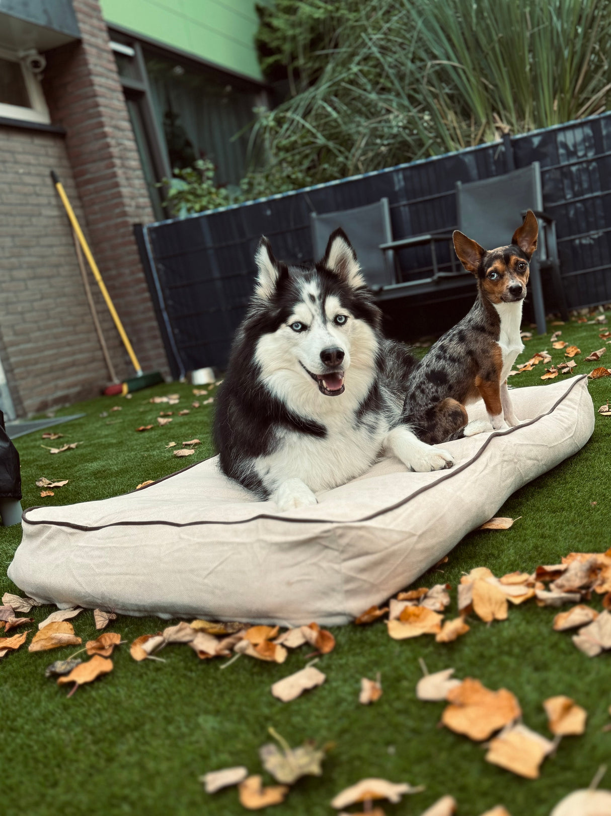 Coussin pour chien Rudy - Beige et Marron - Antidérapant