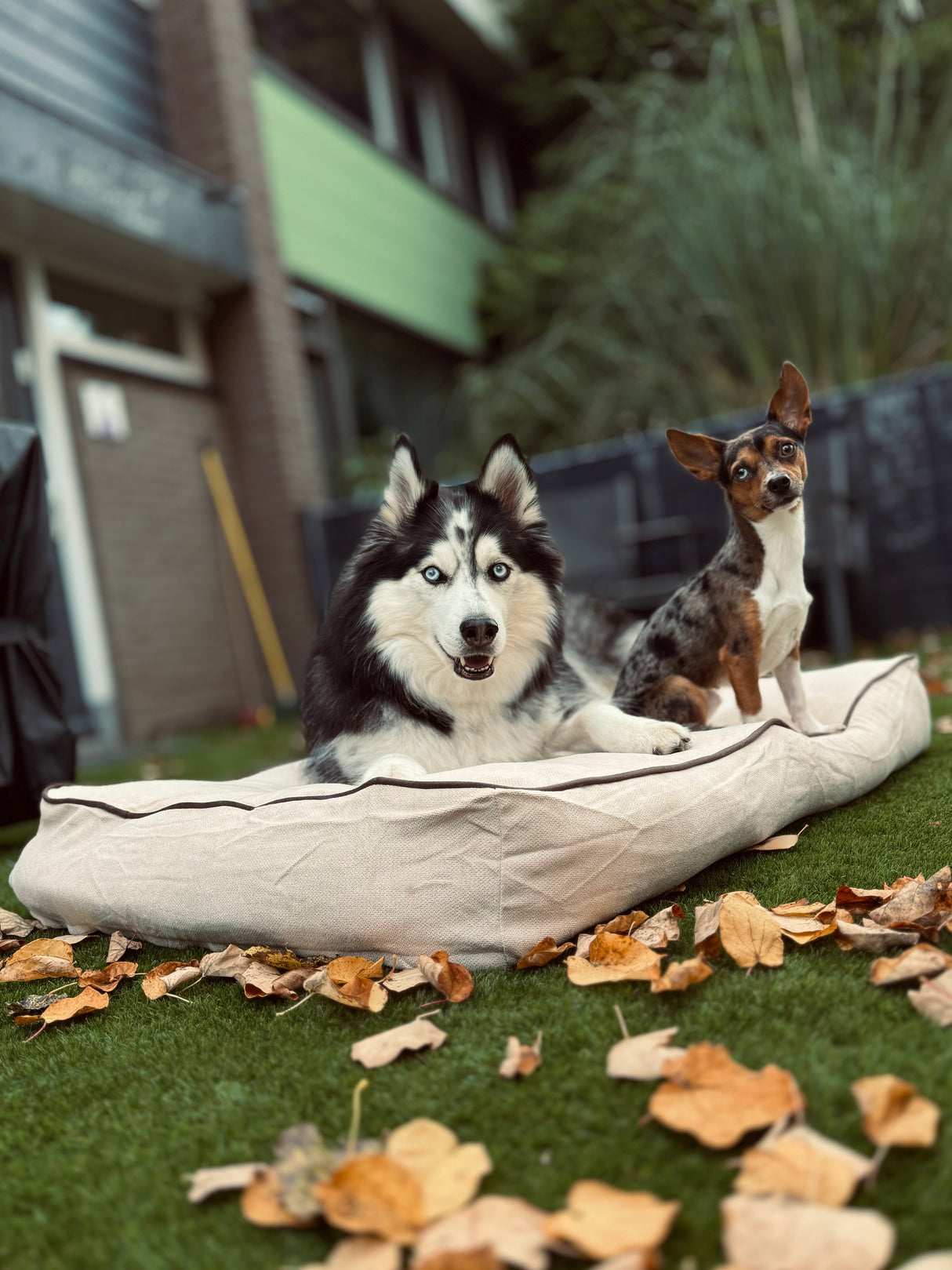 Coussin pour chien Rudy - Beige et Marron - Antidérapant
