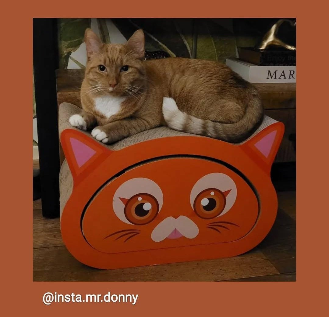 Cat scratching mat - Scratching furniture - Scratching board - Cat toys - Versatile design