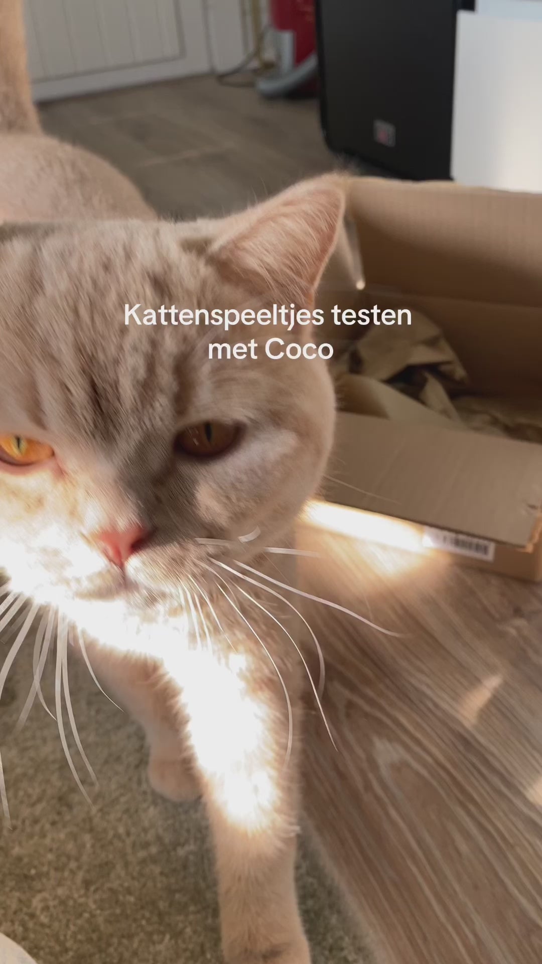 Kattenspeeltje - kattenhengel met 5 veren - kattenveertjes met hengel