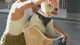 Brooke & Breeze Canine Copilot - Ember Light Orange
